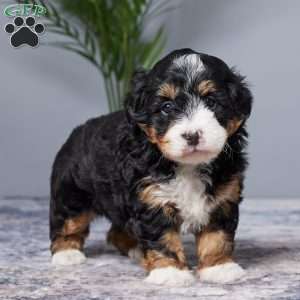 Diamond, Mini Bernedoodle Puppy